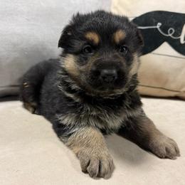 Black and Tan Male 2 - Black and tan male German Shepherd puppy in Tafton, Pennsylvania from Pocono GSD