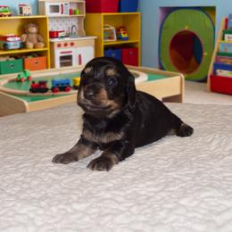 CAPO - Black and cream male Dachshund puppy in Pearland, Texas from Texas Dachshund Dreams