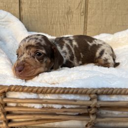 Chocolate and tan dapple shorthair male - Dapple male Dachshund puppy in Manteca, California from Sweet and Low Dachshunds