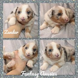 Zander - Blue merle male Australian Shepherd puppy in Anna, Texas from Fantasy Pomeranians & Fantasy Aussies