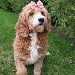 Holly - Goldendoodle