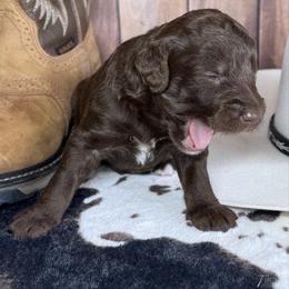 George Strait - Chocolate male Labradoodle puppy in Kingston, Georgia from CC Familydoodles