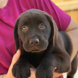 Millie - Chocolate female Labrador Retriever puppy in Archer Lodge, North Carolina from Archer Lodge Labradors