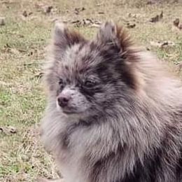 Davina - Pomeranian