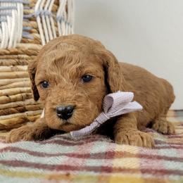 Amber - Red  female Goldendoodle puppy in Temecula, California from Oodles O'Doodles