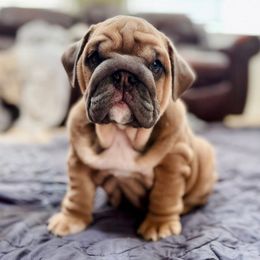 Girl 3 - Blue tri-color female Bulldog puppy in Norco, California from Alizah Bulldogs