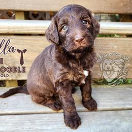 Aussiedoodle, Goldendoodle, and Poodle Puppies from Hilltop Cuddle Pups