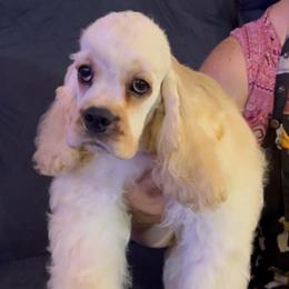 King Leonidas - Buff male Cocker Spaniel puppy in Moreno Valley, California from Joker Karr’s