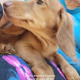 Dachshund Puppies from CLARK'S BREEDING PROGRAM