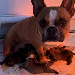 Dachshund and French Bulldog Puppies from State Line Dachshunds & Frenchies