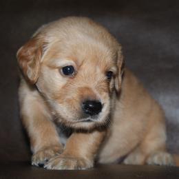 Lavender - Golden female Golden Retriever puppy in Lake City, Minnesota from Windcliff Goldens
