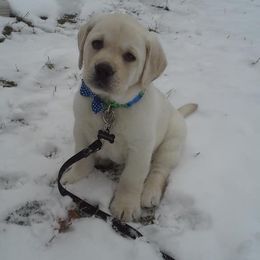 Labrador Retriever Puppies from Master Creek Labradors