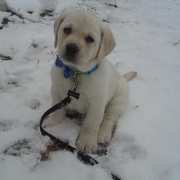 Labrador Retriever Puppies from Master Creek Labradors