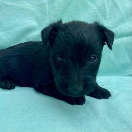 Spruce (Blue) - Black male Scottish Terrier puppy in Jefferson, North Carolina from McGuire’s High Country Terriers