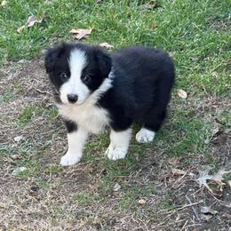 Han - Black and white male Border Collie puppy in Mckinney, Texas from Border Collies of Ruidoso
