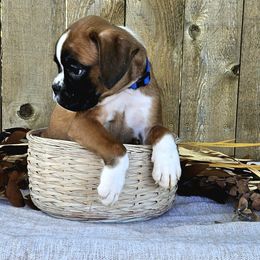 Easton - Fawn Boxer puppy in Cove, Oregon from Luna Ray Boxers