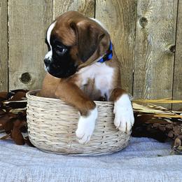 Easton - Fawn Boxer puppy in Cove, Oregon from Luna Ray Boxers