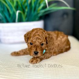 Cache- Green Collar - Red male Cavapoo puppy in St George, Utah from Picture Perfect Doodles