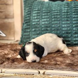 AKC Meet Captain :) - Piebald male Dachshund puppy in Centerville, Iowa from Barnyard Dachshunds, Dals & Doodles