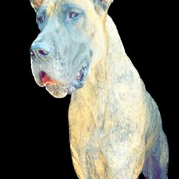 Great Danes from Aric A's Great Danes