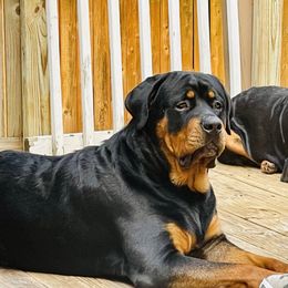 Big Chief - Rottweiler