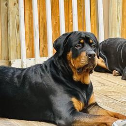 Big Chief - Rottweiler