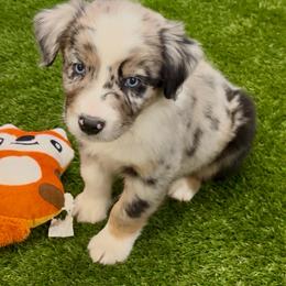 Teemo - Blue merle male Australian Shepherd puppy in Tucson, Arizona from TTTNT Aussies