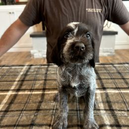 Gigi - Brown and gray female Wirehaired Pointing Griffon puppy in Shelley, Idaho from Western Gundogs