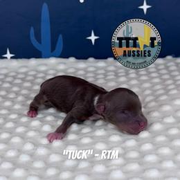 Tuck - Red tri male Miniature Australian Shepherd puppy in Tucson, Arizona from TTTNT Aussies