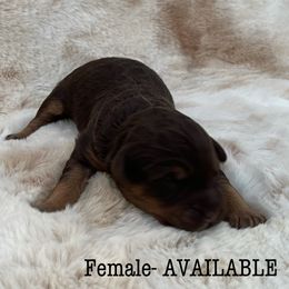 Aussiedoodle and Australian Shepherd Puppies from Homestead Aussies & Doodles