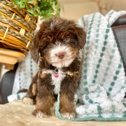 Simea - female Australian Mountain Doodle puppy in Randolph, Utah from Dry Canyon Pups