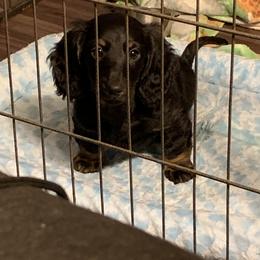 Dachshund Puppies from Howard Hounds