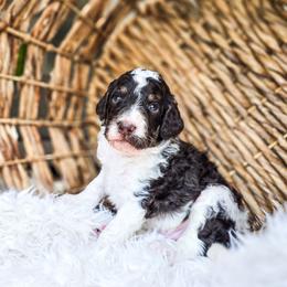 Bo - Parti male Poodle puppy in Gaylord, Michigan from Dog Mom Co. Poodles