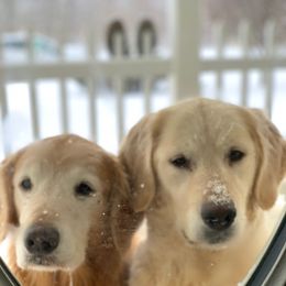 Golden Retriever All Grown Up from Highlander's Goldens of Howell