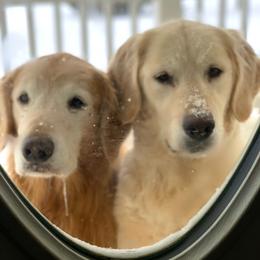 Golden Retriever All Grown Up from Highlander's Goldens of Howell