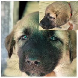 "Female 2" Anatolian Shepherd Dog Puppies from Sanjo Farm