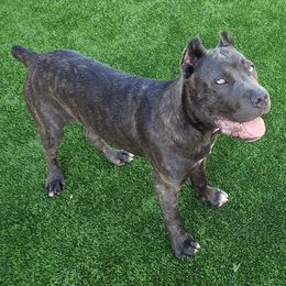 Cane Corso from Maselli Cane Corso