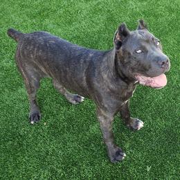 Cane Corso from Maselli Cane Corso