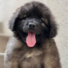 Boy 3 - male Leonberger puppy in Eagle Mountain, Utah from Leo Fidelis Leonbergers