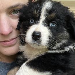 Purple - Black Australian Shepherd puppy in Guthrie, Oklahoma from Robertson’s Aussies