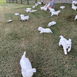 Golden Retriever Puppies from Suncoast Goldens