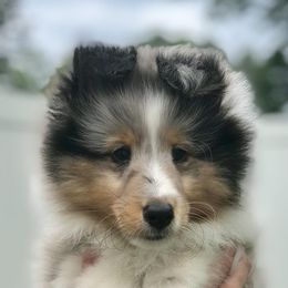 Shetland Sheepdogs from Beverly Polisseni