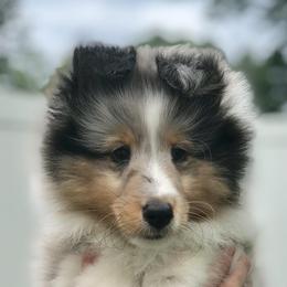 Shetland Sheepdogs from Beverly Polisseni