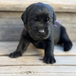 Purple - Black female Labrador Retriever puppy in Paulden, Arizona from Carefree Samoyeds & Deserthills Labradors
