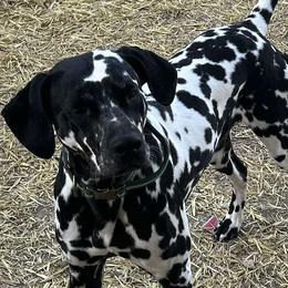 Dalmatians from Mainstreet Dalmation