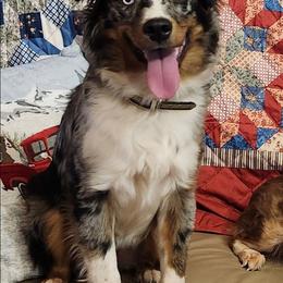 Dottie - Miniature Australian Shepherd