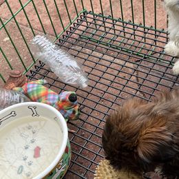 Lady - Shih Tzu