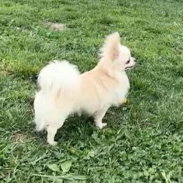 Styopa - Chihuahua