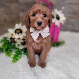 Sadie - Red  female Goldendoodle puppy in Woodburn, Indiana from DNLS Doodle Puppies