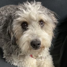 Chloe - Bernedoodle